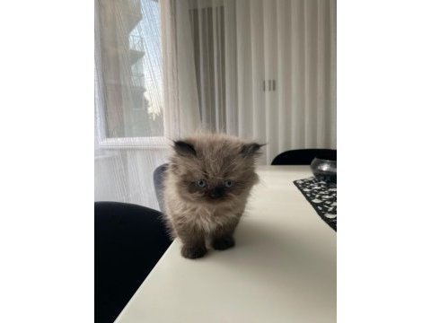 Duygularınızı değiştirecek yeni chinchilla bebişlerim
