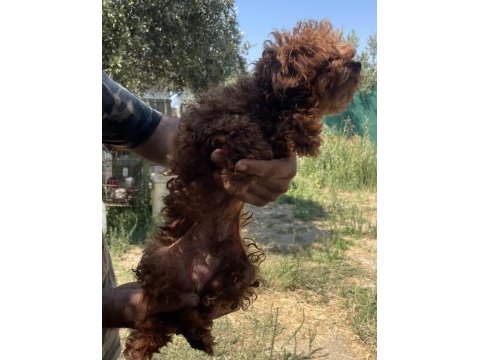Erkek yetişkin poodle