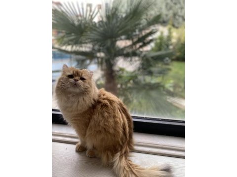 1,5 yaşında full şecereli british longhair