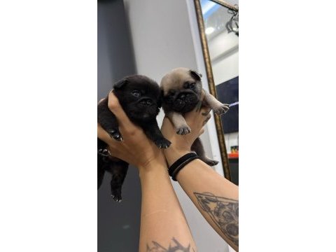 Dişi erkek pug mops