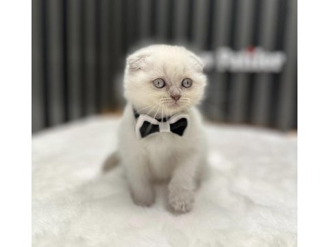 Baby face scottish fold blue point