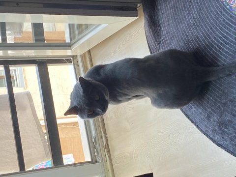 Arif yuva arıyor british shorthair