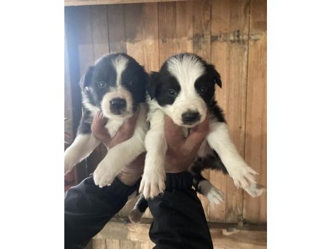 Border collie zeka küpü pofuduk köpekler