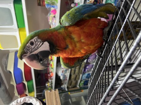 8 aylık hibrit macaw papağanımız