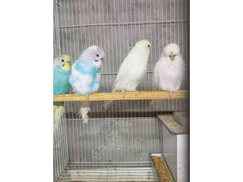 Sahibinden muhabbet kuşlar