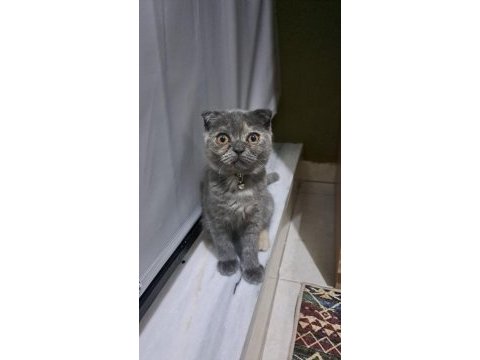 Sevimli scottish fold yavrumuz sahiplenmeyi bekliyor