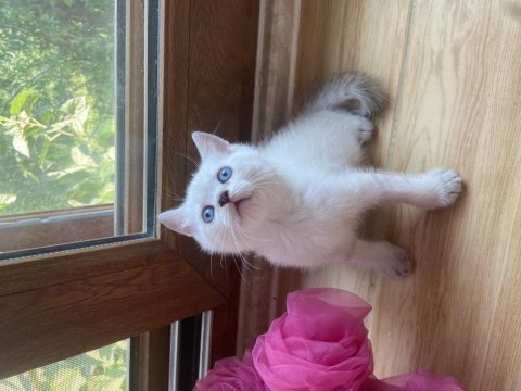 Scottish fold ve scottish straight yavrularim