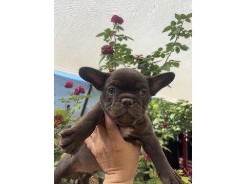 Trde tek chocolate (çikolata) renk french bulldog