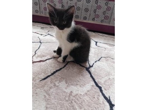 3 yavru ve anneleri kediler