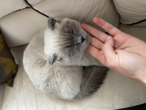 Krem rengi scottish fold