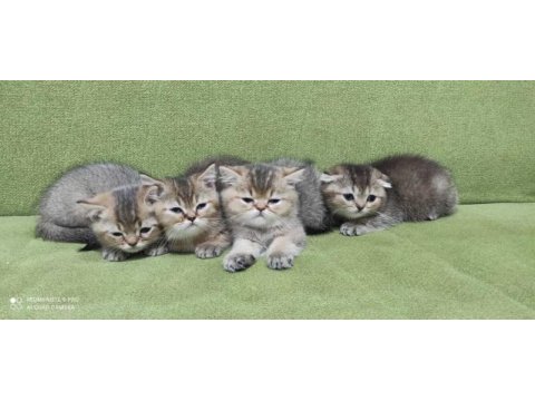 Golden scottish fold yavrular