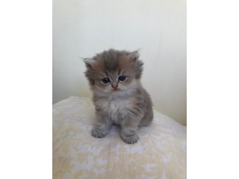 British longhair şecereli bebekler