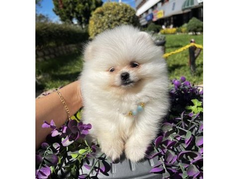 Ayı surat garantili teacup pomeranian boo bebeklerimiz