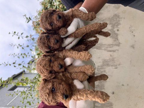 Dünyanın en zeki ikinci ırkı toy poodle