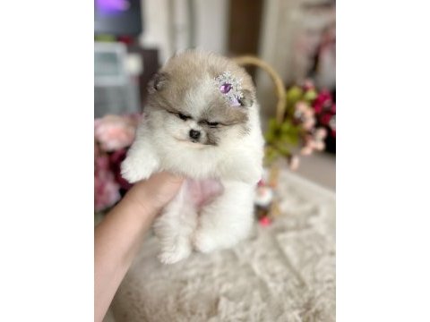 Efsane teacup sıfır burun dişi pomeranian boo