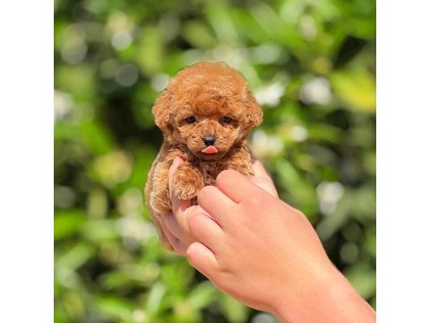 Micro toy poodle