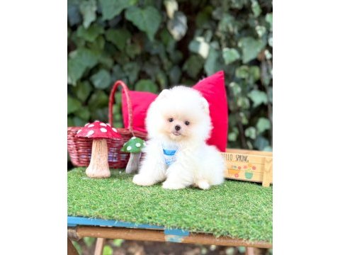 Orjinal pomeranian boo