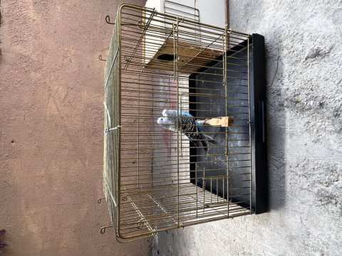 Jumbo muhabbet kuşu takım