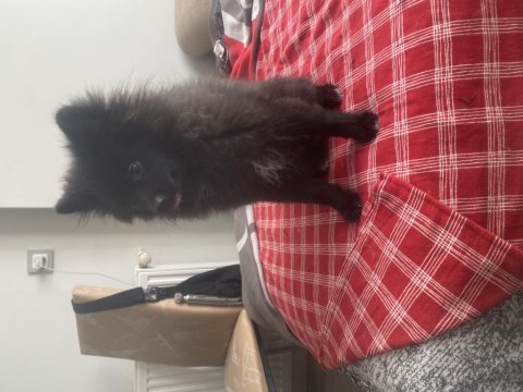 4 aylık spitz köpeğimiz