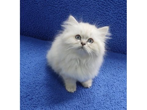 İstanbul içi 7/24 adrese teslim longhair british ponçik 