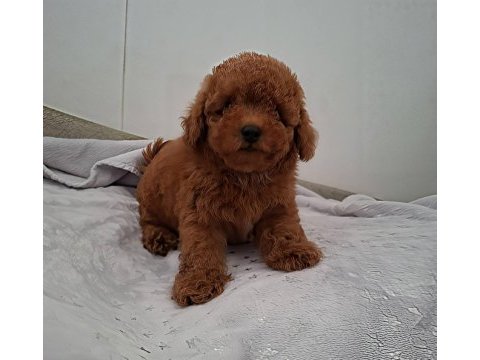 Ruhsatlı köpek çiftliğinden toy poodle yavrularımız