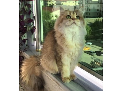 Zümrüt gözlü dünya güzeli bir brıtısh longhaır