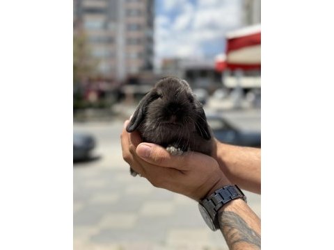 Cüce lop holland bebekler hazır
