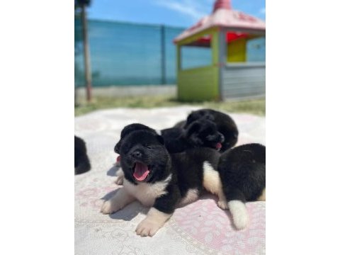 Muhteşem kalite amerikan akita panda yavrular