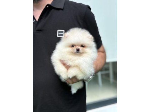 Teddy pomeranian prenses