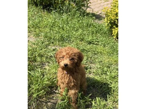 4 aylık yavrumuz poodle