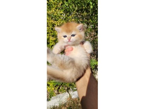 Üst kalite erkek british shorthair yavrular