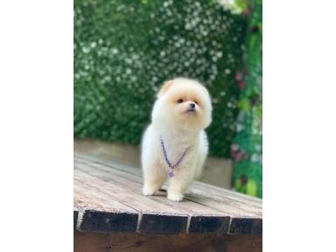 Orijinal pomeranian boo yavrumuz