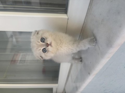 British shorthair silver point yavrular