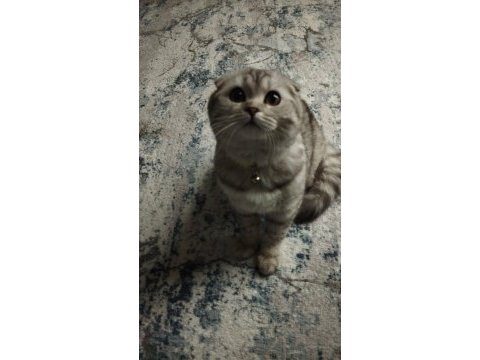 Göz bebeği scottish fold kedimiz