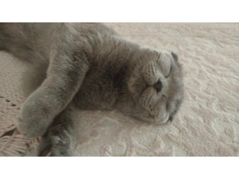 9 aylık scottish fold
