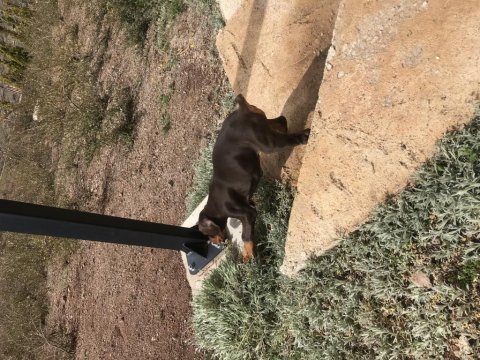 Yavru erkek kızıl doberman