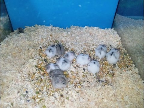 Yavru hamsterlar