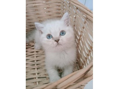 Mavi gözlü safkan british shorthair yavrular