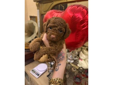 Poodle kurabiyeler