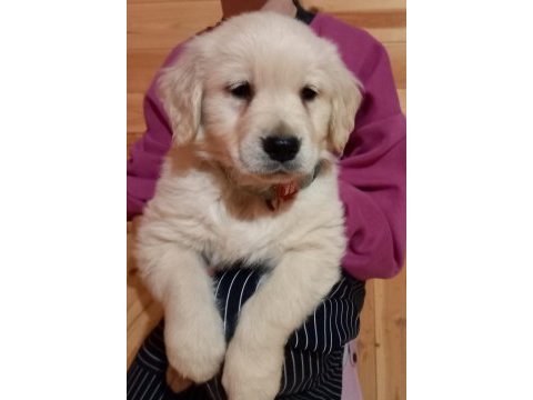 Golden retriever adrese teslim kapıda ödeme yapabilirsiniz