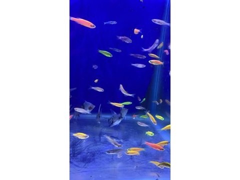 Tetra genetik