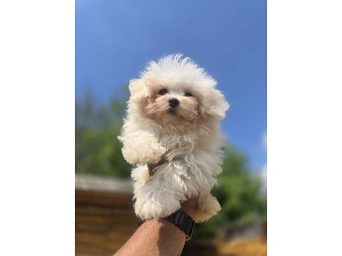 Sağlık ve ırk garantili maltese terrier yavrular