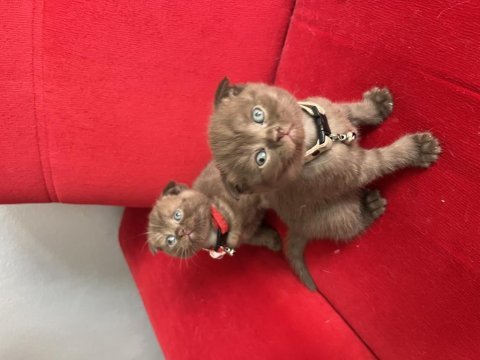 Poncik scottish fold yavrular yeni yuva arıyor acil