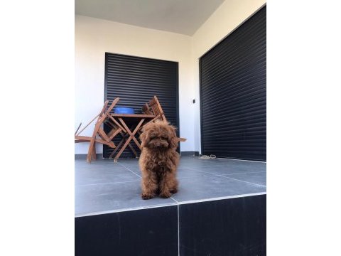 Köpeğimiz için eşleme ilanıdır gelin adaylarını bekliyoruz