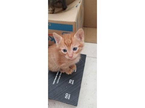 1 nisanda doğrular 6 yavru kedimiz