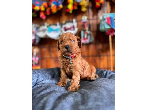 En akıllı apartman köpeği a şecereli toy poodle
