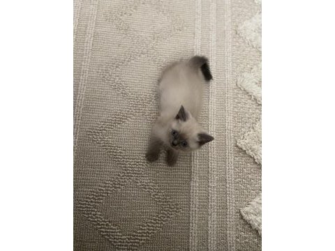 3 aylık blue point british shorthair
