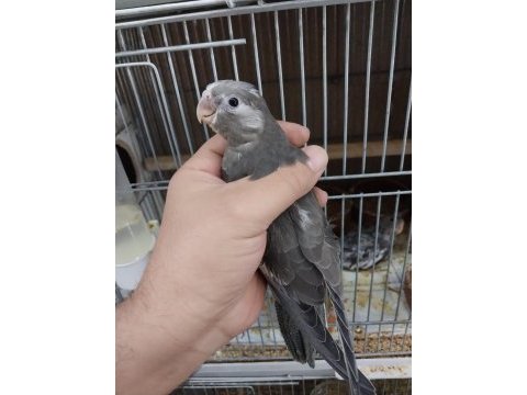 Yavru wf sultan papağanı