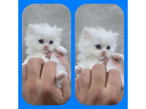 Irk garantili scottish fold yavrular bilgi özelden verilecek