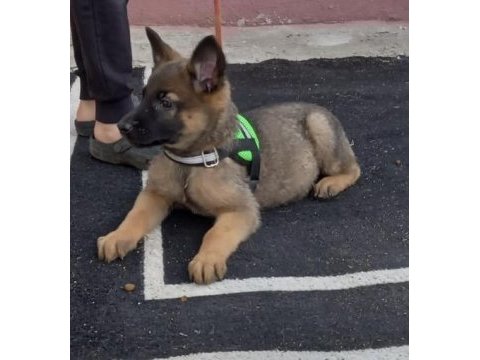 A++belgium malinois